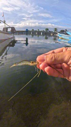 trik mancing terbaru #udang #nelayan #laut #jaring #ikan #fbpro #reels #reelsviral #duniaikan #skils #fyp #trending