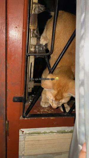 Ada aja kelakuan nya