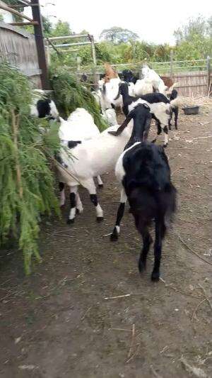 Kambing korban 2025 monggo