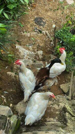 Nggarangan makan ayam bikin meresahkan
