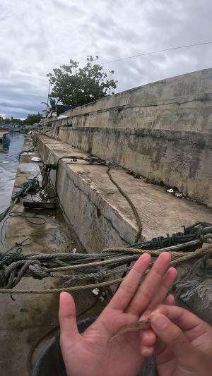 udang nya mau kabur🤭 #udang #nelayan #laut #jaring #ikan #fbpro #reels #reelsviral #duniaikan #skils #fyp #trending