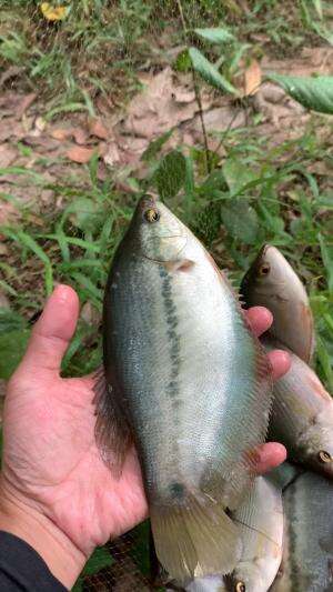 Disamping hampang ini banyak sekali ikannya