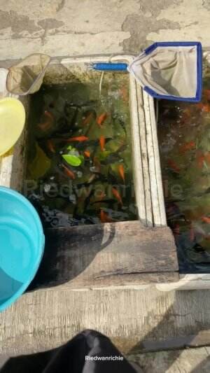Ke pasar cari ikan. #ikan 