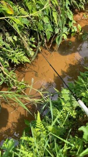 Mancing ikan kecil