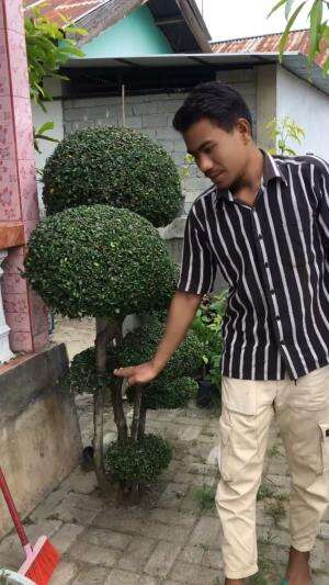 bonsai harga 15 juta