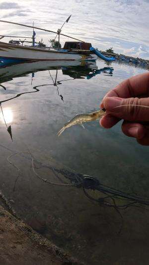 nyantel udang #udang #nelayan #laut #jaring #ikan #fbpro #reels #reelsviral #duniaikan #skils #fyp #trending