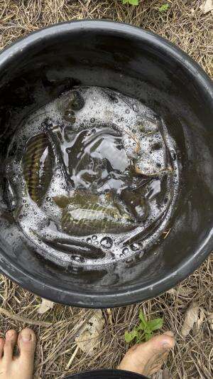 Ikan sepat siam