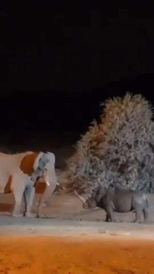 Duel sengit !!! Gajah vs Badak