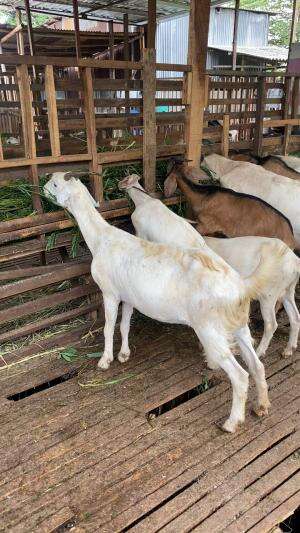 PETERNAKAN HAIDAR FARM MENYIDAKAN KAMBING KORBAN IDUL ADHA KAMBING AQIQAH KAMBING PERAH SUSU SEMARANG UTARA