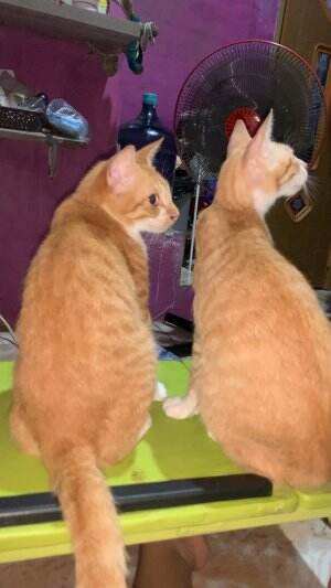 #cat #twinny