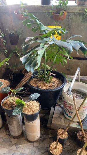 Kembang amazoon braziil di tengah hutan anger 2025 november 30