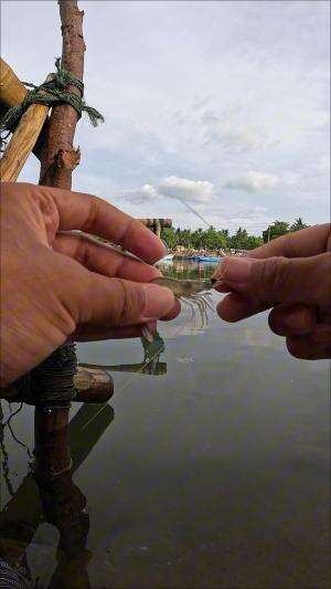 udang lumayan gede #mancing #fishing #shrimp #udang #nelayan #laut #jaring #ikan #reelsviral #animals #skill #fyp #trending