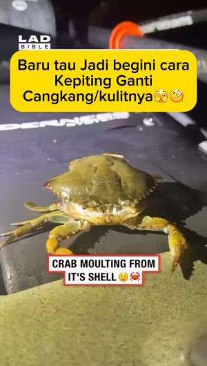 Umur segini baru tau cara kepiting ganti kulit atau cangkangnya  #kepiting  #carakepitinggantikulit  #videokepiting  