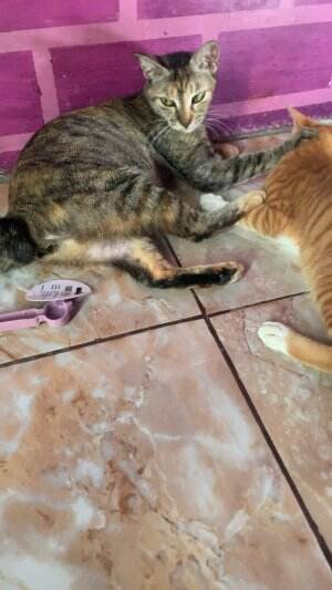 #cat #lovers