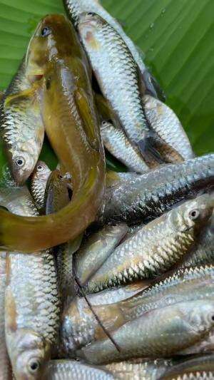 Mancing ikan disungai langsung dimasak