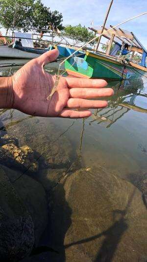 cara cepat menangkap udang #mancing #fishing #shrimp #udang #nelayan #laut #jaring #ikan #reelsviral #animals #skill #fyp #trending