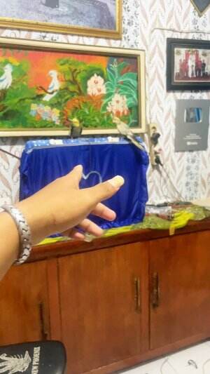 pangil nama burung #burungfalk ##falk
