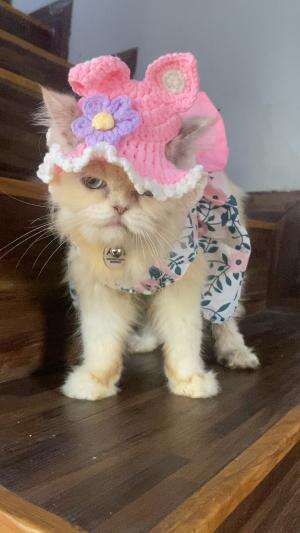 kucing cantik