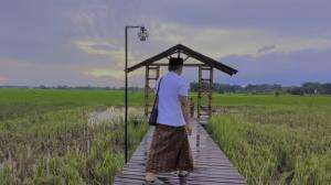 Wisata padi-padi torjun sampang madura 