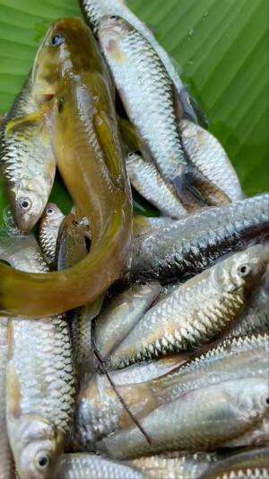 Hasil mancing dimasak langsung