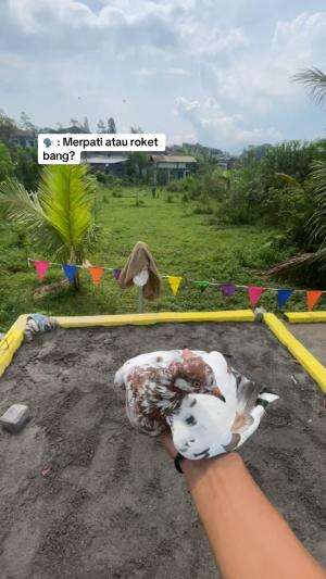 Merpati Tinggian Viral di Temanggung #merpati #temanggung