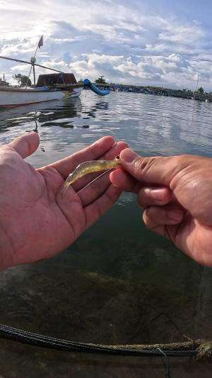 teknik mancing yg legendaris #mancing #fishing #shrimp #udang #nelayan #laut #jaring #ikan #reelsviral #animals #skill #fyp #trending