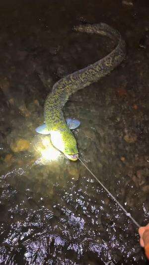 Dimana keberadaan sidat purba terbesar