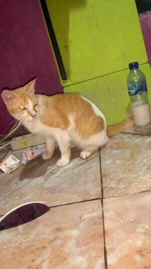 #cute #cat #anabul