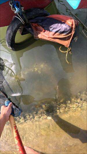 tempat sembunyi anak udang #usa #usareels #newyork #germany #fyp #australia #luksemburg #ingris #belanda #skils #shrimp #fisherman #selandia