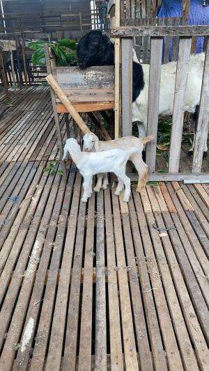 KEGIATAN AKTIFITAS HARIANKU PELIHARA KAMBING DAN BAHAGIA😂😃🙏🏻👍🏻