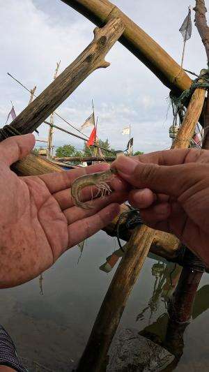 cara orang jaman dulu #mancing #fishing #shrimp #udang #nelayan #laut #jaring #ikan #reelsviral #animals #skill #fyp #trending