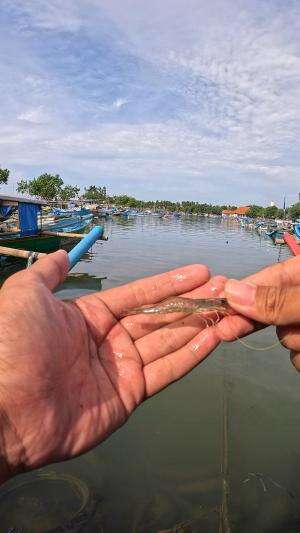super fast shrimp catching #fishing #shrimp #fish #sea #traditional #usareels #UnitedStates #reelsviral #skils #fyp #trending