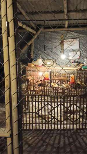 Slow Living, jaminan hari tuaaa #peternakmuda #menthokjumbo #muscovyduck