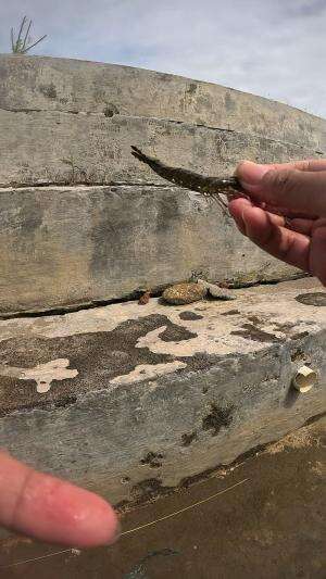 dapet udang belang #udang #nelayan #laut #jaring #ikan #fbpro #reels #reelsviral #duniaikan #skils #fyp #trending