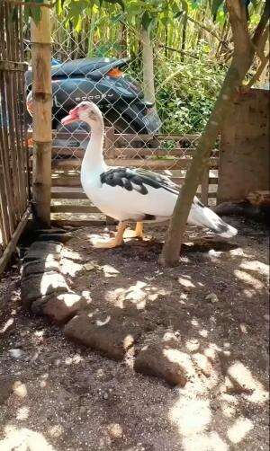 Punggung Metalik yang lagi jadi primadona dikalangan peternak Menthok Jumbo #peternakmuda #menthokjumbo #muscovyduck