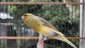Burung kenari bernyanyi dengan indah  #burung  #burungkicau  #perangkap burung  #Kicauan burung bernyanyi 