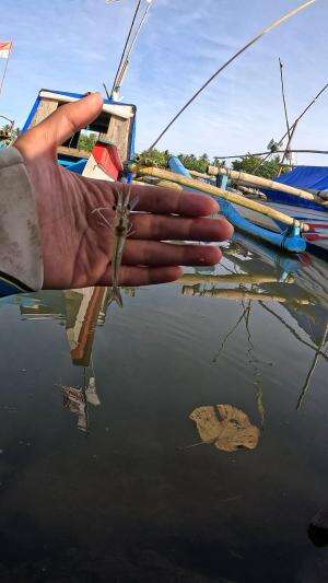 teknik mancing warisan kakek dulu
