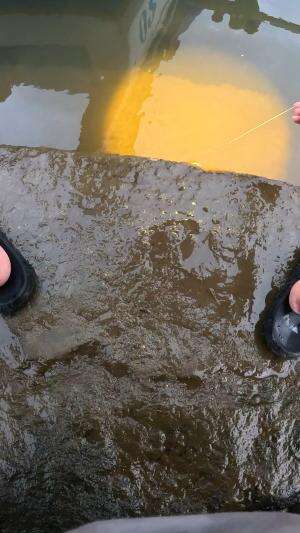 berburu udang pagi hari