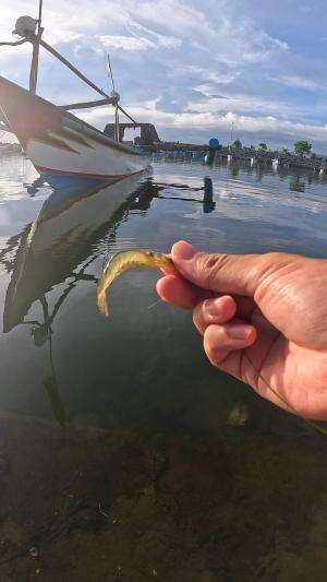 incar mata udang #udang #nelayan #laut #jaring #ikan #fbpro #reels #reelsviral #duniaikan #skils #fyp #trending