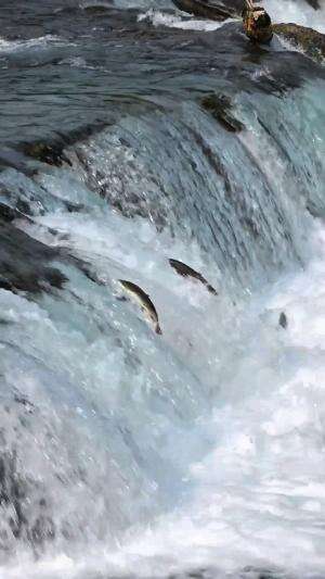 Baru kali ini liat pada loncat disungai