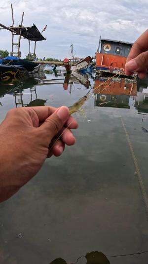 spot gacor #mancing #fishing #shrimp #udang #nelayan #laut #jaring #ikan #reelsviral #animals #skill #fyp #trending