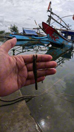 tutorial mancing udang #mancing #fishing #shrimp #udang #nelayan #laut #jaring #ikan #reelsviral #animals #skill #fyp #trending