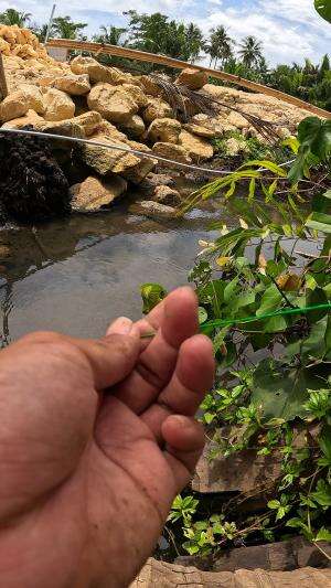 udang ngamuk pas ditangkap #mancing #fishing #shrimp #udang #nelayan #laut #jaring #ikan #reelsviral #animals #skill #fyp #trending
