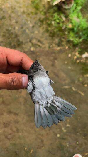 Mancing mania kembali diatas awan
