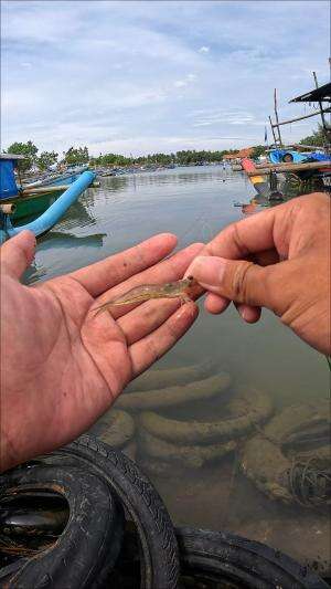 trik jitu menangkap udang #mancing #fishing #shrimp #udang #nelayan #laut #jaring #ikan #reelsviral #animals #skill #fyp #trending