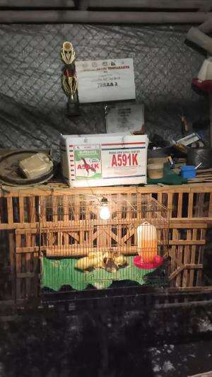 Alhamdulillah, kejutan akhir tahun bollo #peternakmuda #menthokjumbo #muscovyduck