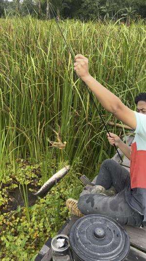 Strek ikan haruan