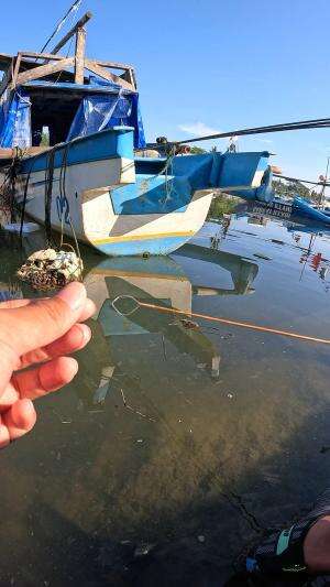 teknik mancing udang #mancing #fishing #shrimp #udang #nelayan #laut #jaring #ikan #reelsviral #animals #skill #fyp #trending