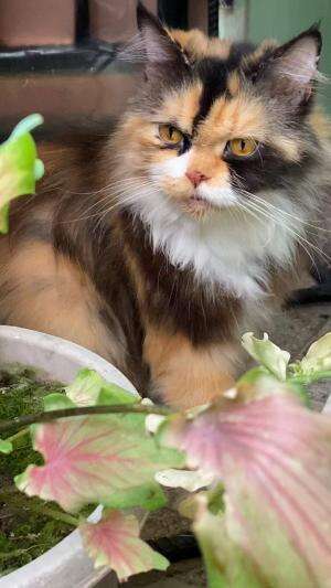 Sigembul  #Kucing  #kucinglucu 