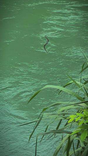 Seperti mancing dilukisan